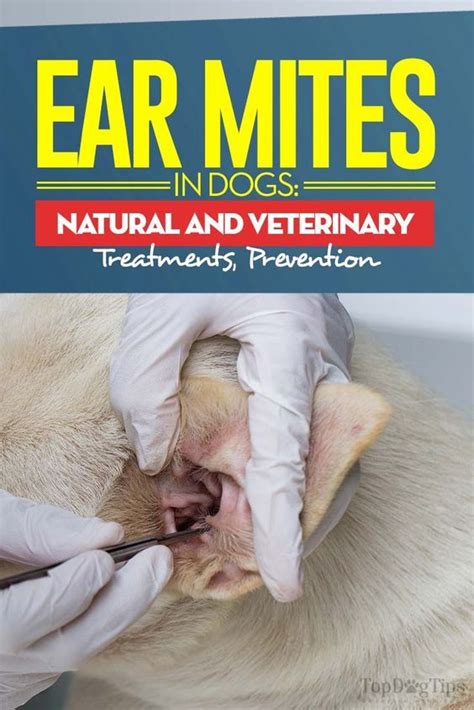 Ear Mites in Dogs: Symptoms, Natural Treatments and Prevention | Dog ear mites treatment, Dog ...