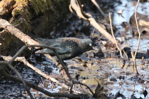 Rusty Blackbird | Great Bird Pics