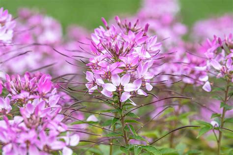 How to Grow and Care for Cleome (Spider Flowers)