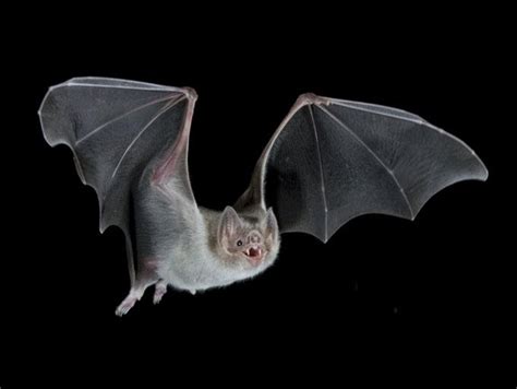 The Evolution of Darwin 2008: Evolution of Vampire Bats: A little history