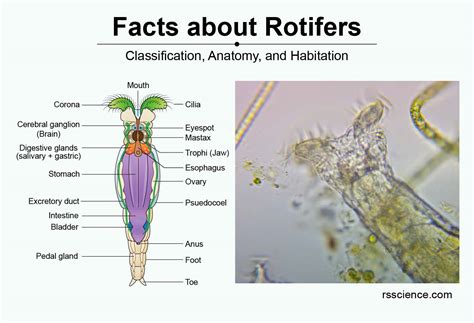 Facts about Rotifers – Amazing Microscopic Animals under the Microscope