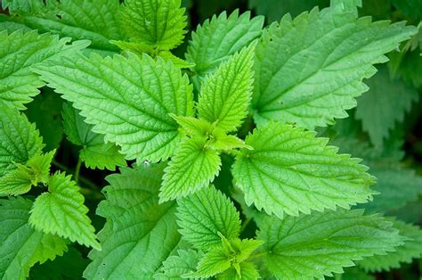 Growing Nettle: How to Plant, Care For and Harvest This Useful Herb