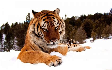 HD Snow Tiger Wallpaper | Download Free - 116985