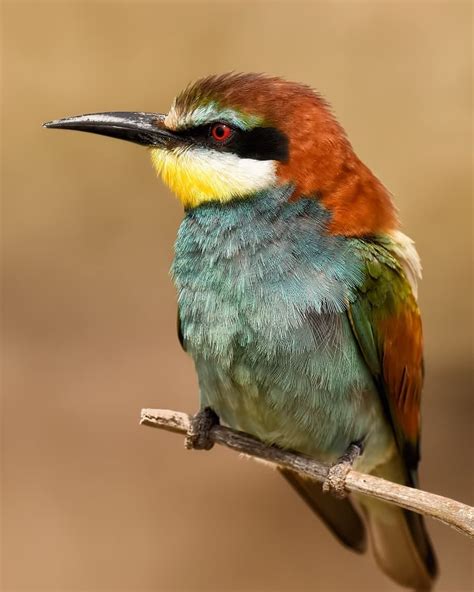 Bee eater in 2020 | Birds, Beautiful birds, Nature birds