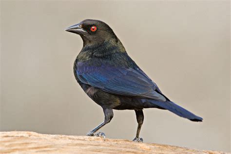 Bronzed Cowbird (Molothrus aeneus)