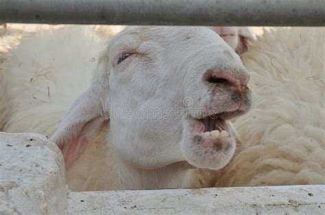 Sheep Crying Stock Photos - Free & Royalty-Free Stock Photos from ...