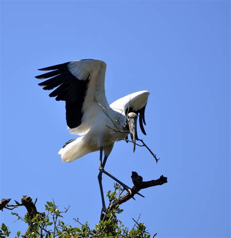 Wood Storks Nesting Free Stock Photo - Public Domain Pictures