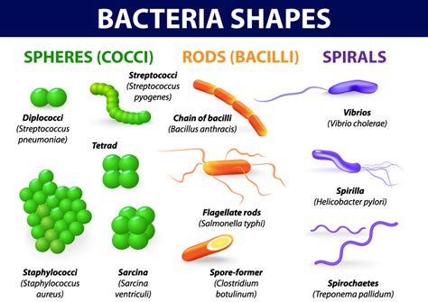 Bacteria | Definition, Types & Classification