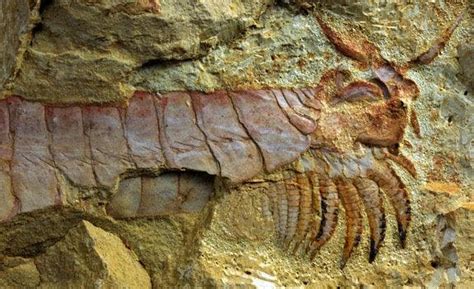 Stunning 500 million year fossil unearthed [GeoPicture of the week]