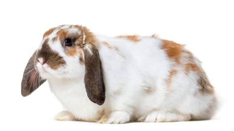 The 10 Most Adorable Lop-Eared Rabbit Breeds - A-Z Animals