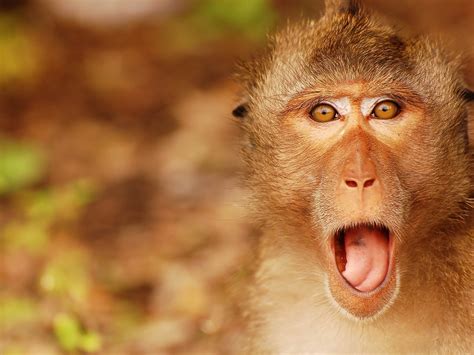 Funny Monkey Face-High Quality HD Wallpaper Preview | 10wallpaper.com