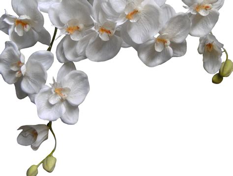Free White Orchid Png, Download Free White Orchid Png png images, Free ClipArts on Clipart Library