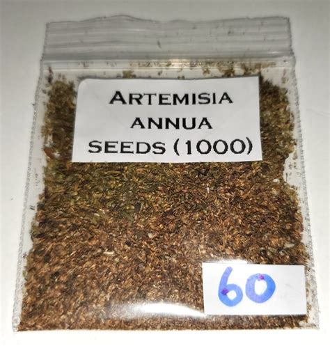 Artemisia Annua Sweet Wormwood Seeds. BULK Options - Etsy