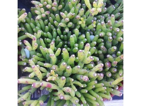 Crassula Ovata