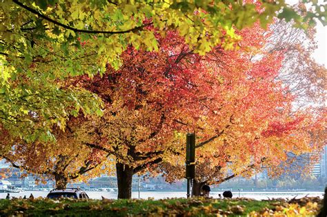 Fall Trees Stanley Park Photograph by James Mourgos