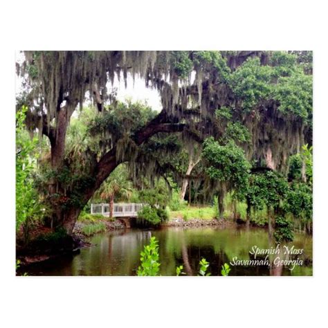 Spanish Moss Savannah Georgia Postcard | Zazzle