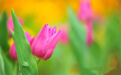 Tulips Flower Herbs Wallpaper [1440x900]