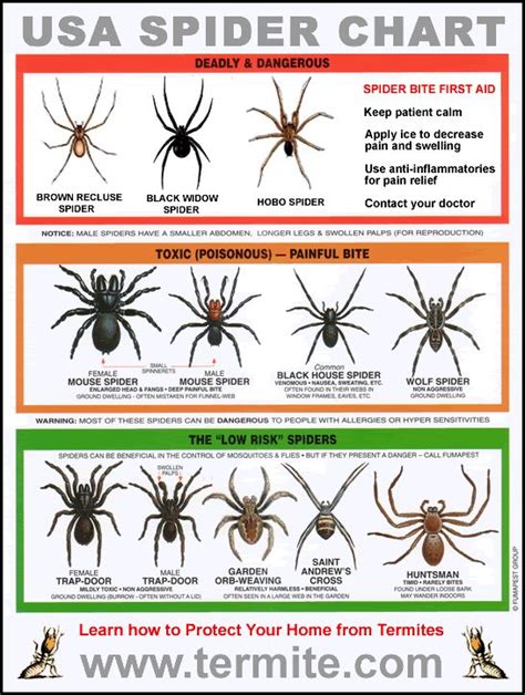 Pennsylvania Spider Identification Chart