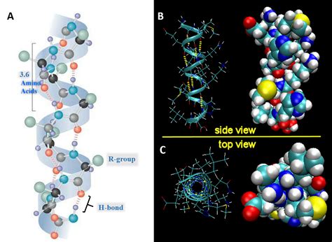 Chapter 2: Protein Structure – Chemistry