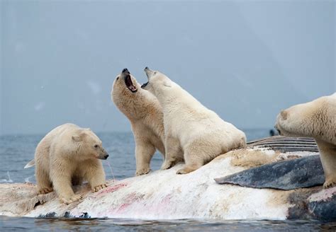 Roar! : r/polarbears