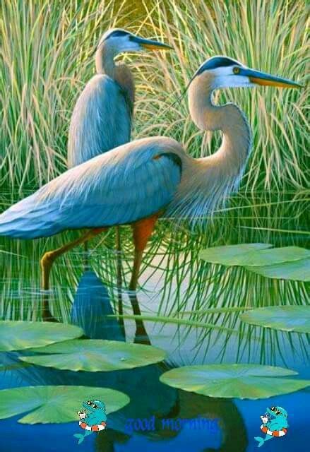 Blue egret | Birds painting, Pet birds, Exotic birds