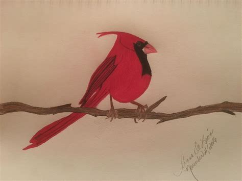 Drawing, Cardinal Bird | Cardinal birds, Bird, Drawings