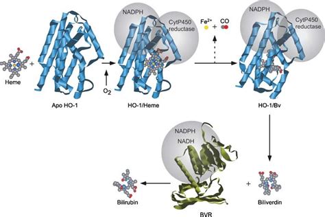 The heme oxygenase system. HO-1 catabolizes free heme into biliverdin.... | Download Scientific ...