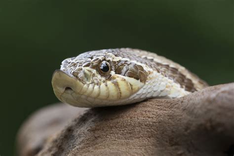 Hognose Snake: Species Profile