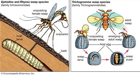 Parasitism | Definition & Examples | Britannica