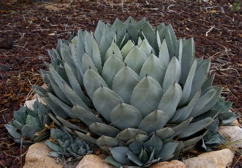 Parry's agave (Agave parryi) Growing & Care Guide for Gardeners