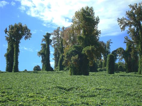 Invasive Kudzu Bugs May Pose Greater Threat Than