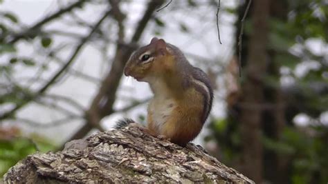 Chipmunk Burrow Stock Footage Video - Shutterstock