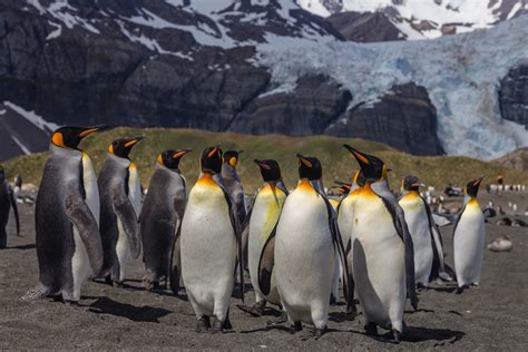 King Penguins at Gold Harbour, South Georgia - WildNature Photo Expeditions