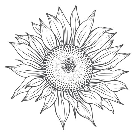 arte de línea de girasol, dibujo de línea de girasol, dibujo de línea floral, contorno de ...