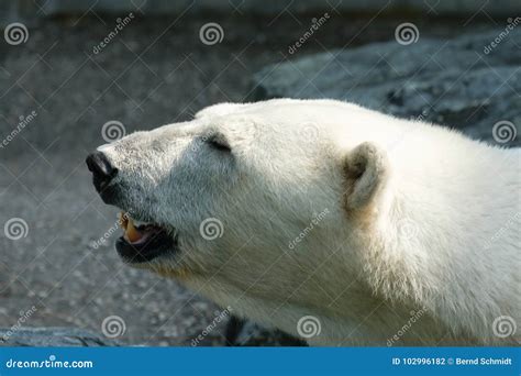 Polar Bear Teeth Stock Photos - Royalty Free Images