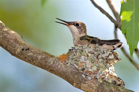 Hummingbird Nests: What You Should Know - Birds and Blooms