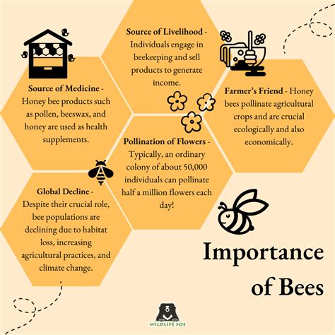 Honey Bee Pollination Diagram