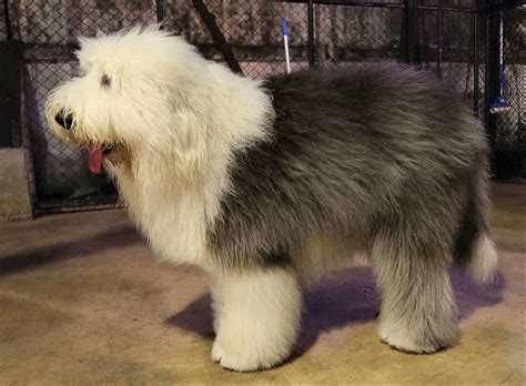 Old English Sheepdog - Alles wat je moet weten over dit hondenras!