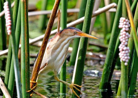 Least Bittern | Audubon Field Guide