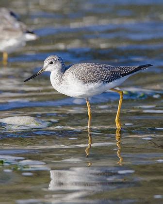 Greater Yellowlegs - Pictures and facts - Birds @ thewebsiteofeverything.com