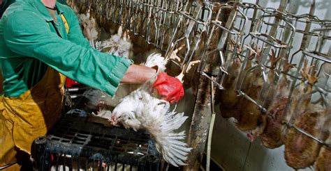 Prevalence of Stunning Methods in Broiler Chicken Slaughter in the ...