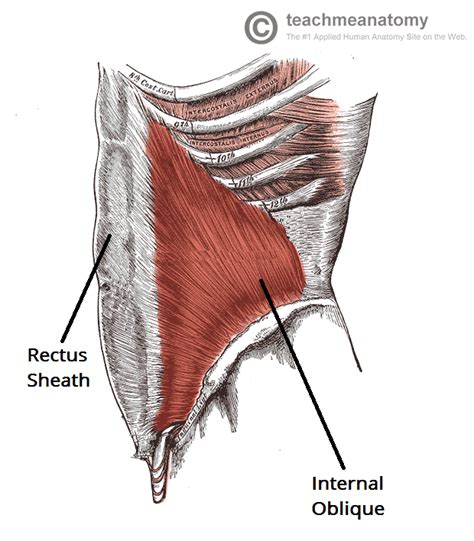 Internal Obliques: Learn Your Muscles - Custom Pilates and Yoga