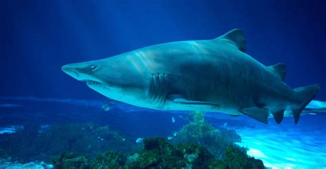 Dubai Aquarium Launches Program to Breed Threatened Sand Tiger Sharks | Shark Week | Discovery