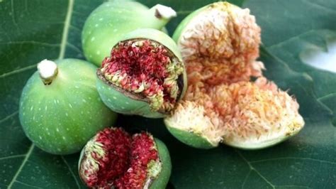 Best Fertilizer For Fig Trees [Jan 2024]: Top 6 Picks