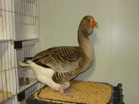 Fancy Goose Breeds - Poultry Hub Australia