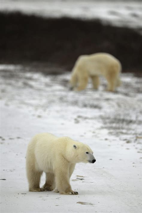 25 Interesting Antarctica Facts for Kids - ChildFun