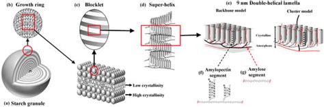 Structural Changes From Native Waxy Maize Starch Granules, 59% OFF