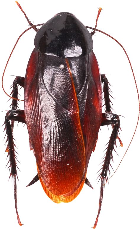 American cockroach Pest Control Roach bait Smokybrown cockroach - cockroach png download - 795* ...