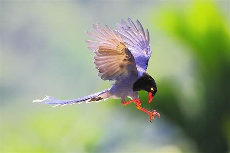 How to Photograph Birds in Flight: A Tutorial - FeltMagnet