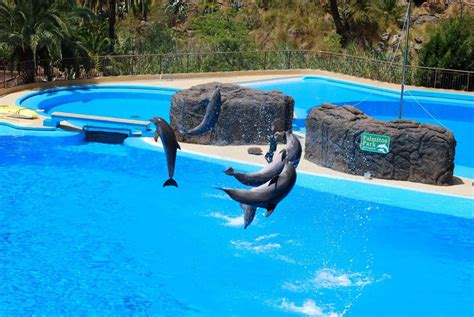 Palmitos Park Gran Canaria 【Zoo y Delfinario】 - VillaGranCanaria